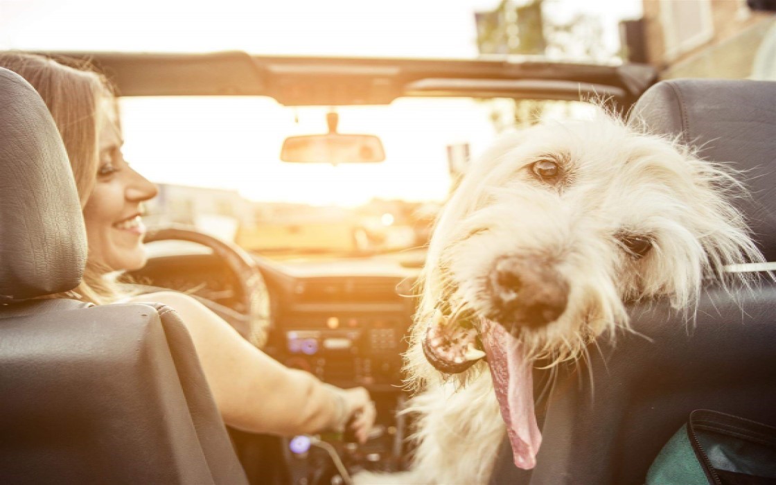 The best dog friendly staycation destination