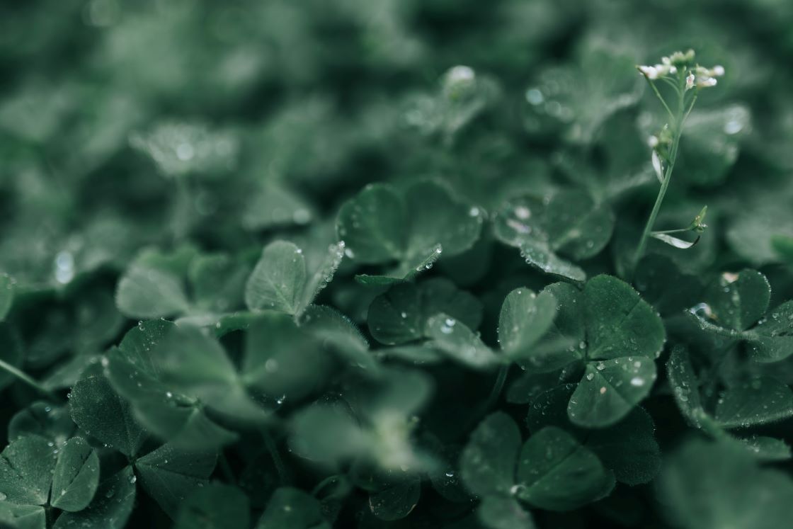 St Patricks Day in the Boyne Valley