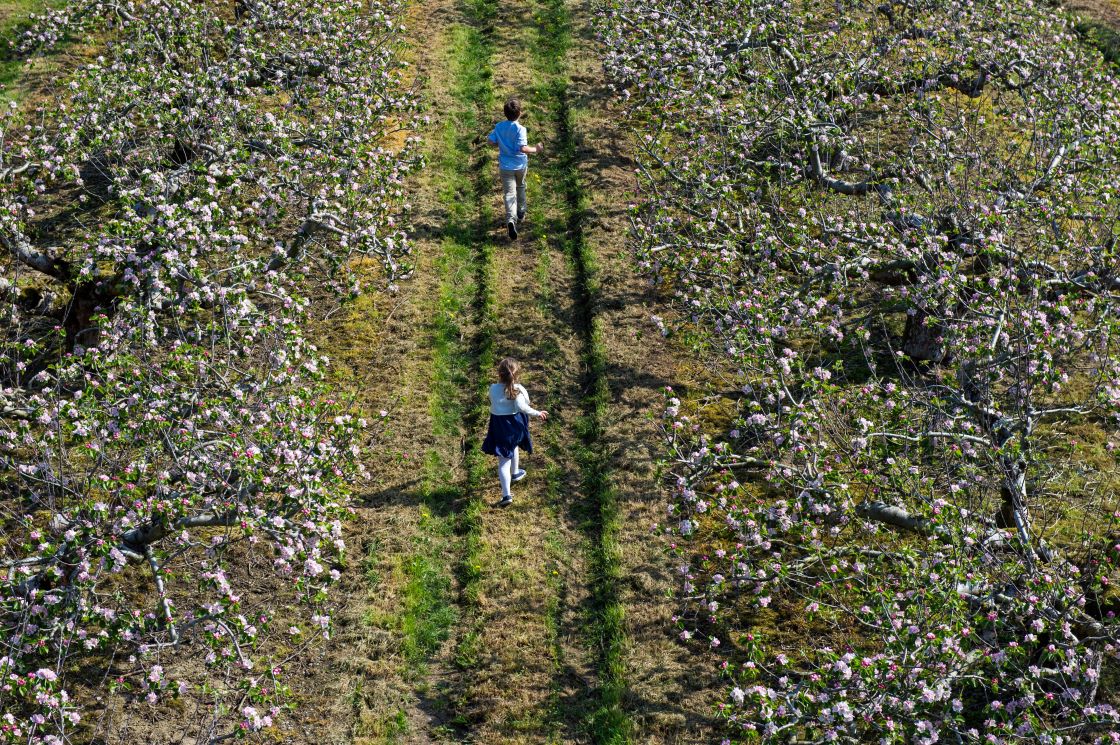 Apple Blossom Walk