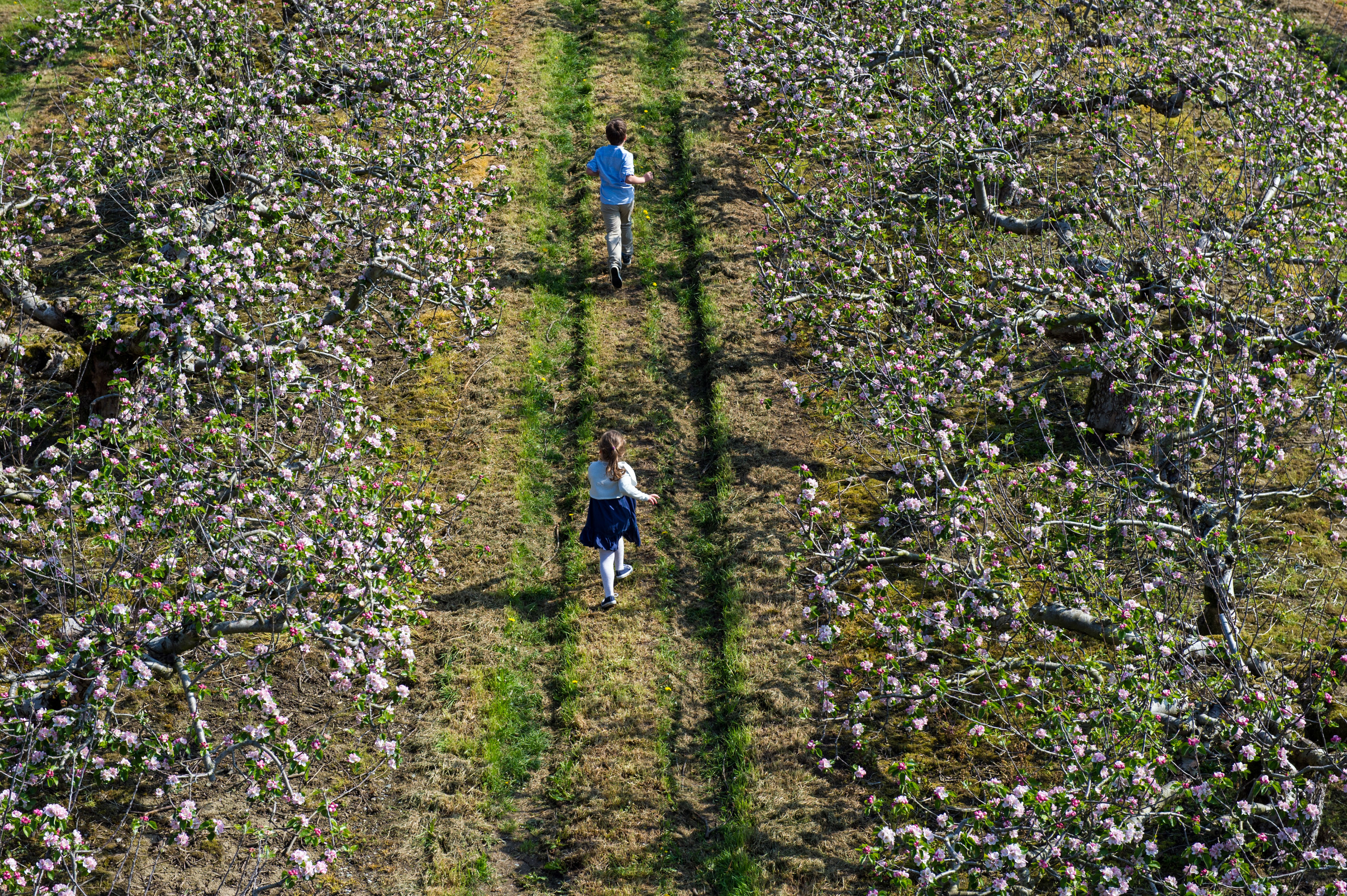 Apple Blossom Walk 