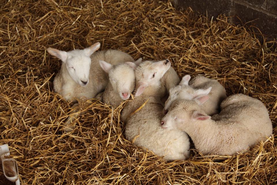 Lambing Live at Newgrange Farm
