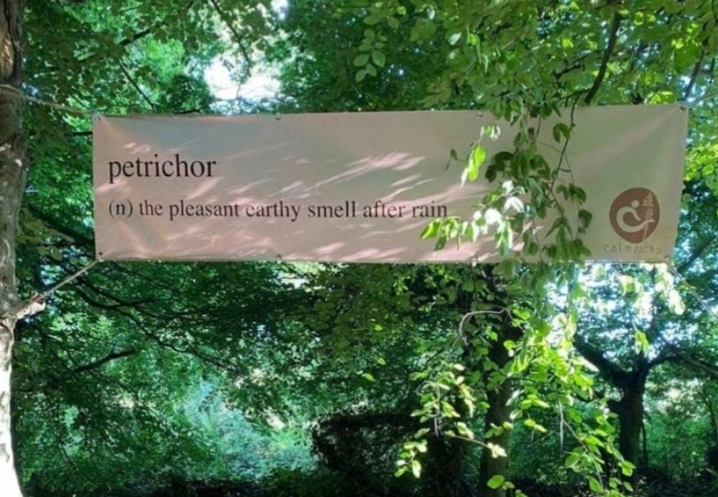 Calm Paths_Forest Bathing