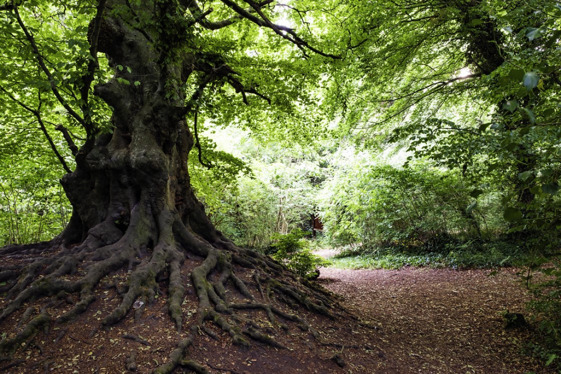 Balrath Woods