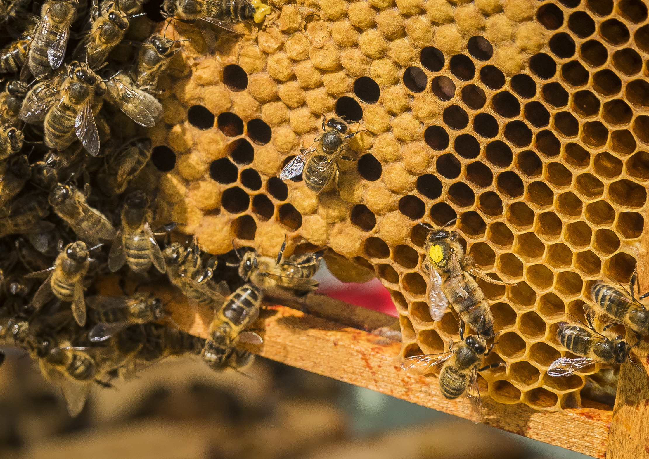 beewise