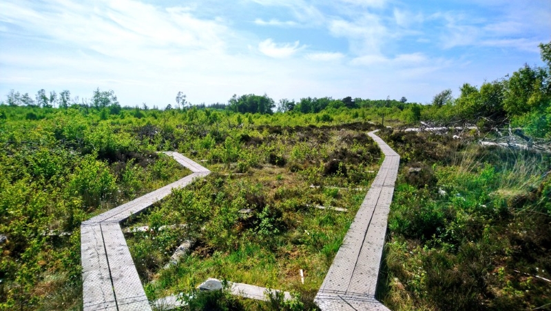Explore the boardwalk across Girley Bog