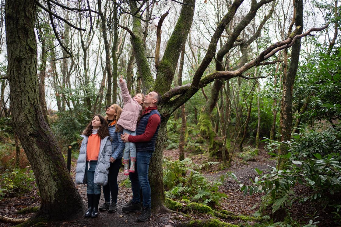 Girley Bog Eco Walk