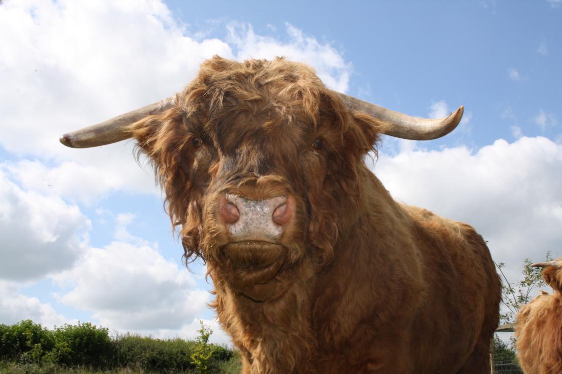 Highland Cow at Newgrange Farm
