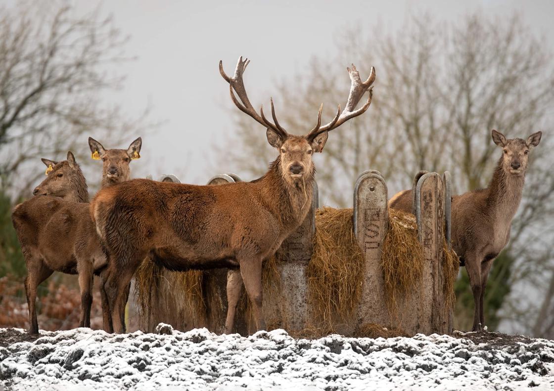 Killual Castle deer herd