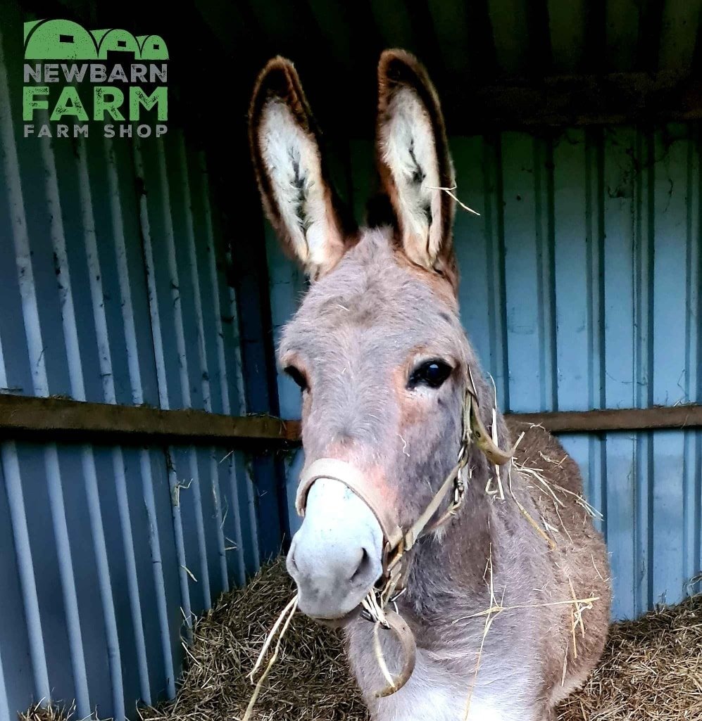 The Donkey Shed