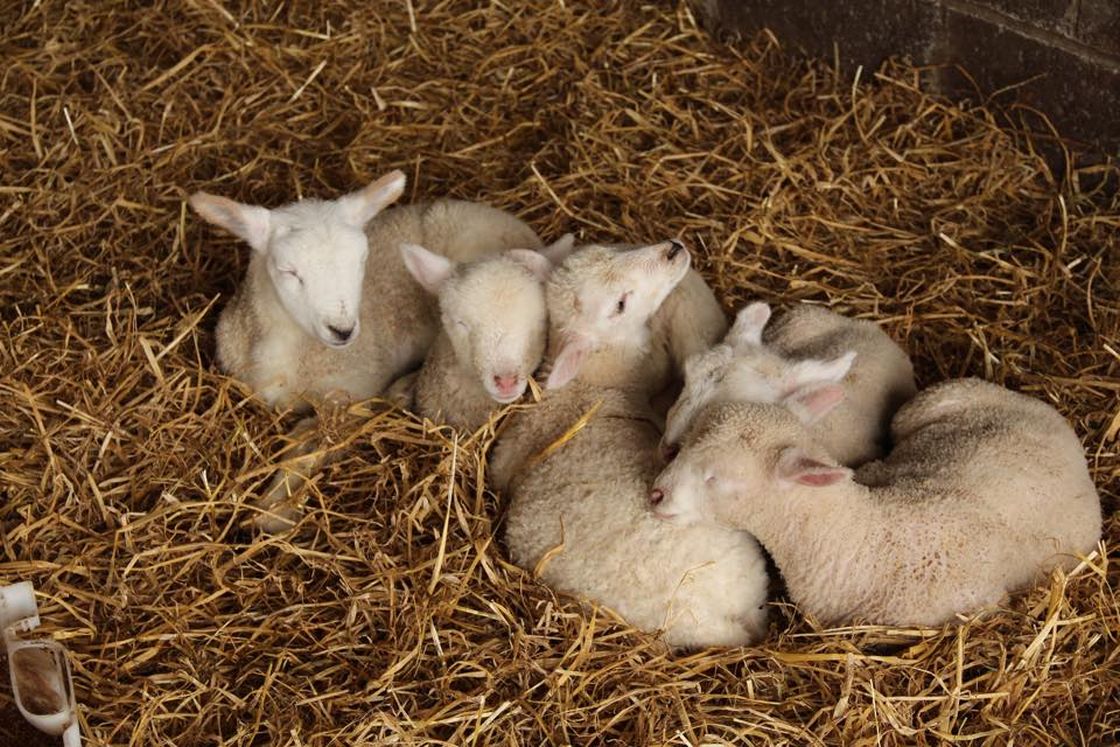 Lambs at Newgrange Farm