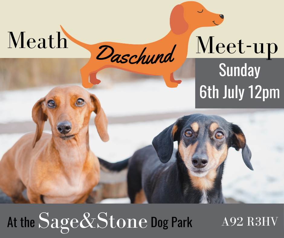 Meath Daschund