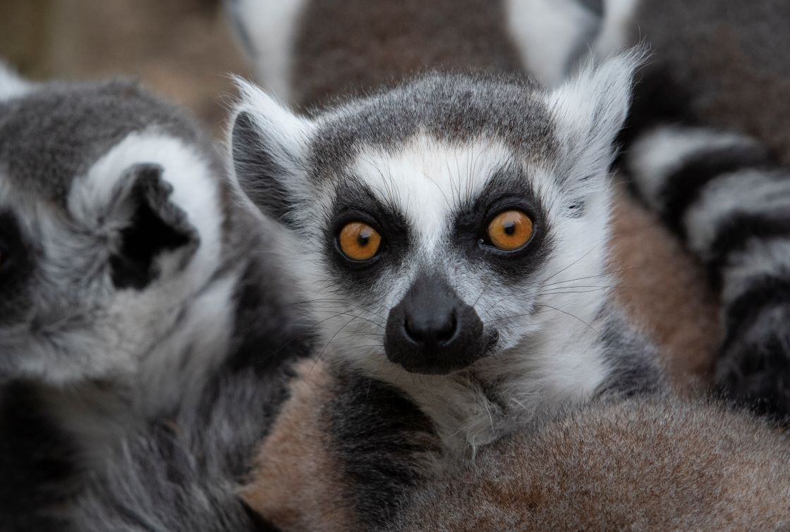 Tayto Park_Lemur Woods