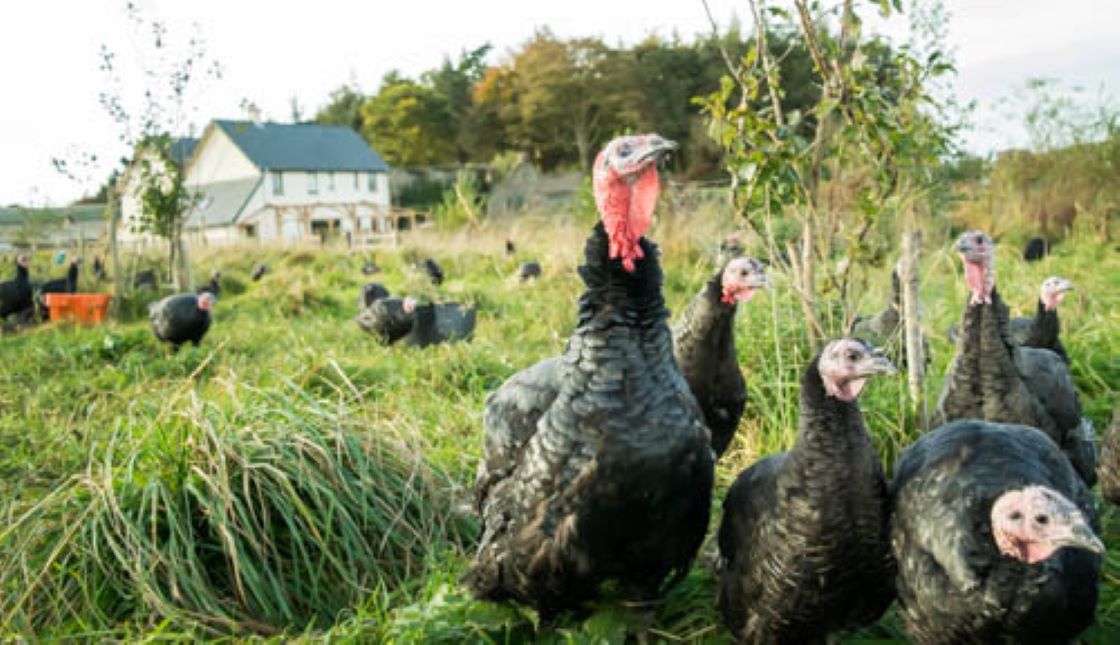 Turkeys in the Forest Garden at Rock Farm Slane