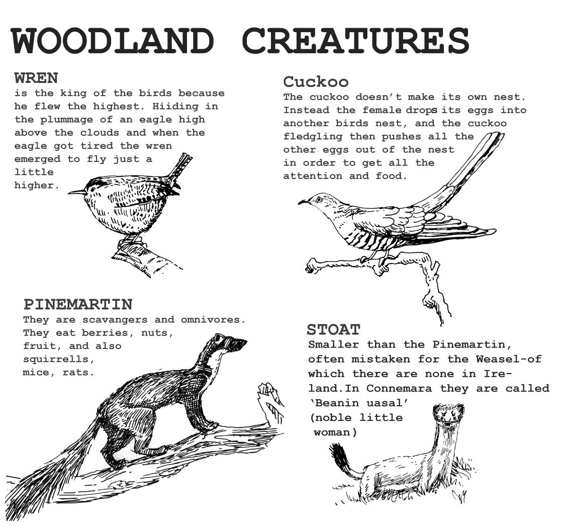 Woodland Creatures_Loughcrew Estate