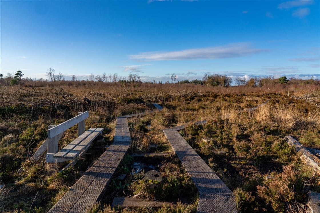 Girley Bog Eco Walk