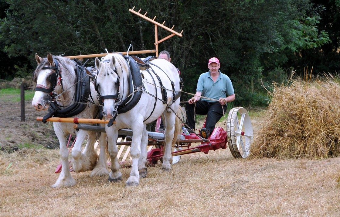 Moynalty Steam Threshing